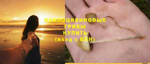прущие грибы Ельня