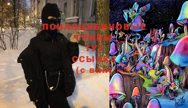 прущие грибы Ельня